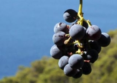 Weintrauben Portugal