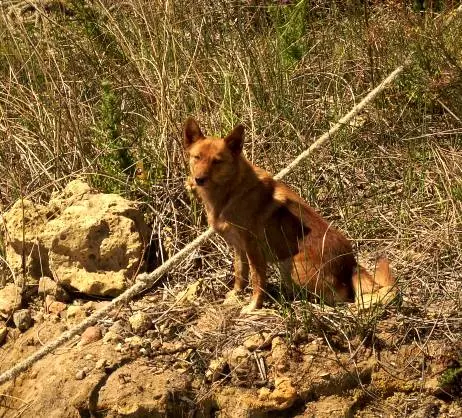 Wildhund am Murray River
